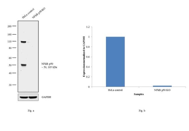 Monoclonal Mouse anti-Human NFKB1 / NF-Kappa-B Antibody (clone 5D10D11, IHC, IF, WB)