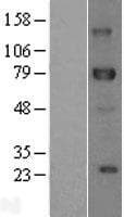 Human DLL1 Protein (Over-Expression Lysate Myc-DDK (Flag))