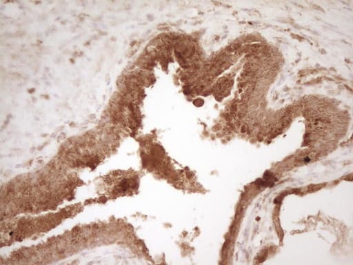 PELI1 / Pellino 1 Antibody (aa1-245, clone OTI1D9, Carrier-free)