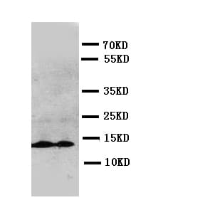 IL13 Antibody (aa80-102)