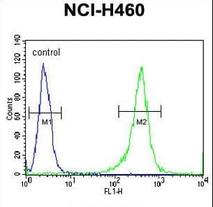 FMR1 / FMRP Antibody (aa20-48)