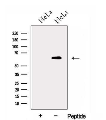 WLS / GPR177 Antibody