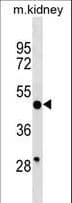 HGH1 / FAM203A Antibody (aa254-280)