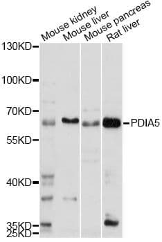 PDIA5 / PDIR Antibody