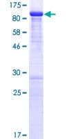 Human MDM4 / MDMX Protein (Recombinant GST)