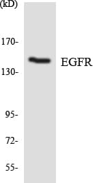 EGFR Antibody (aa970-1019)