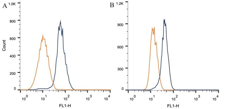 NOTCH1 Antibody (clone mN1A)