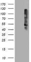 TMEFF2 Antibody (clone OTI1F9)