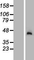 NGDN Protein (Over-Expression Lysate Myc-DDK (Flag))