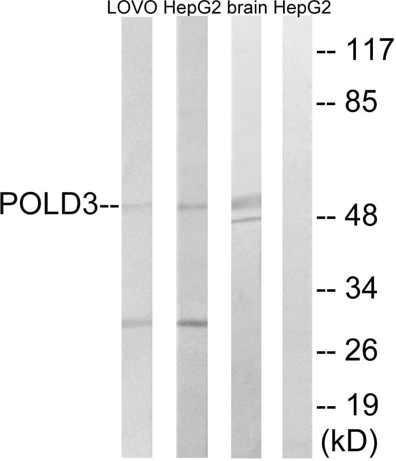 POLD3 Antibody (aa411-460)