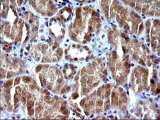 SHBG Antibody (clone OTI1H10)