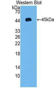 VEGFC Antibody (aa47-413, Cy3)