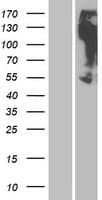 OR2M3 Protein (Over-Expression Lysate Myc-DDK (Flag))