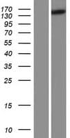 HPS5 Protein (Over-Expression Lysate Myc-DDK (Flag))