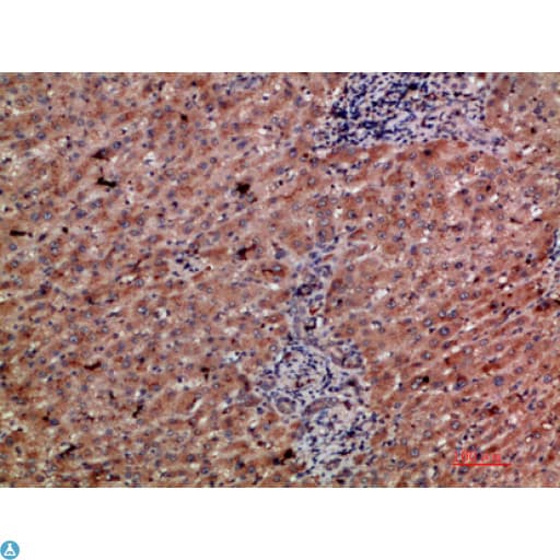 CLEC4C / CD303 / BDCA-2 Antibody
