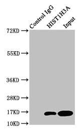 Polyclonal Rabbit anti-Human HIST1H3A Antibody (IHC, WB)