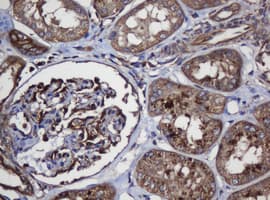 SCFD1 / SLY1 Antibody (clone OTI4D2)