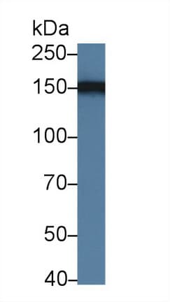 HDLBP / Vigilin Antibody (aa158-371)