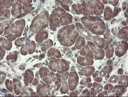 RPN1 / Ribophorin I Antibody (clone OTI5B1, Carrier-free)