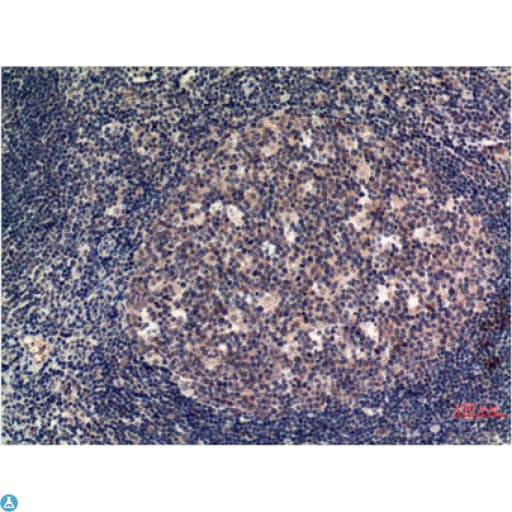 MLKL Antibody