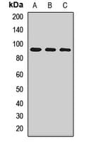 TLR2 Antibody