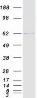 Human HSF2 Protein (Recombinant Myc-DDK (Flag))