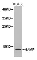 IHC-plus™ Polyclonal Rabbit anti-Human HAMP / Hepcidin Antibody (IHC, WB)