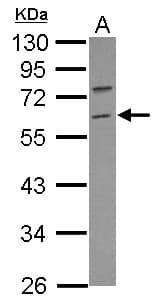 TRIM69 / Trif Antibody (Internal)