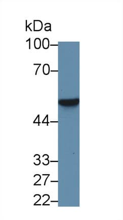 FKBP38 / FKBP8 Antibody (aa110-329)