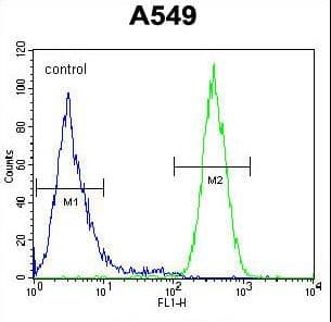 DSC92 / NGRN Antibody (aa261-290)