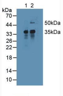 MCL1 / MCL 1 Antibody (aa2-307)