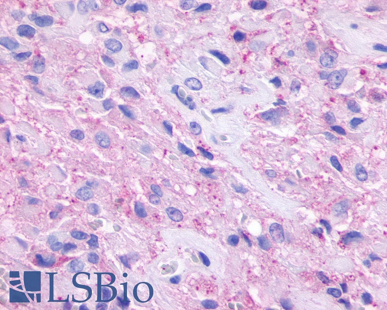 IHC-plus™ GPR148 Antibody (Cytoplasmic Domain)