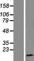 FAM104B Protein (Over-Expression Lysate Myc-DDK (Flag))