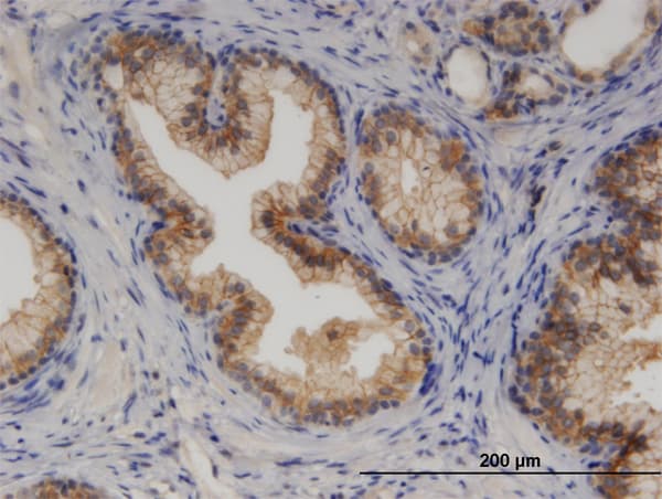 CYP7B1 Antibody (clone 2B11)