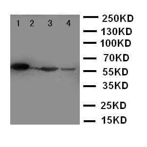TXNRD2 Antibody (aa418-434)