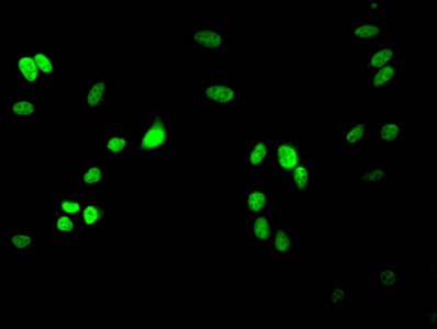 Polyclonal Rabbit anti-Human HIST1H3A Antibody (IF)