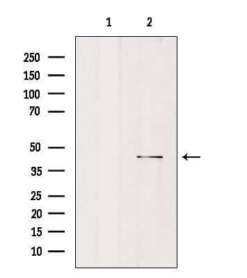 MORF4L1 / MRG15 Antibody
