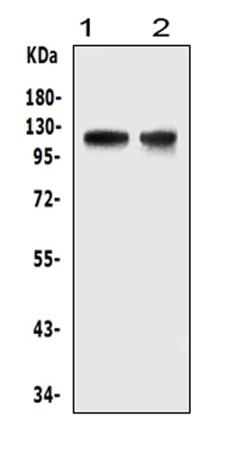 Polyclonal Rabbit anti-Human HIF2A / EPAS1 Antibody (aa282-301, WB)