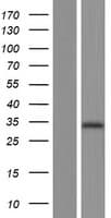 PRSS33 Protein (Over-Expression Lysate Myc-DDK (Flag))