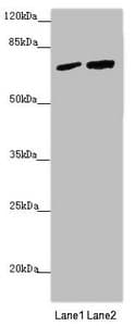 Polyclonal Rabbit anti-Human KIAA0391 Antibody (IHC, WB)