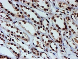 FMR1 / FMRP Antibody (clone OTI3B4)