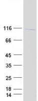Human NF90 / ILF3 Protein (Recombinant Myc-DDK (Flag))