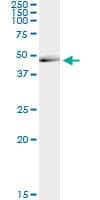CANT1 Antibody (clone 1A1)