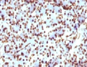 Histone H1 Antibody (clone OSHT-2)