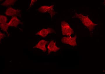 SHB Antibody