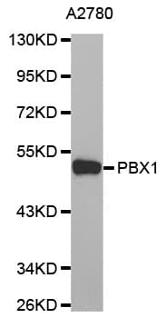 PBX1 Antibody