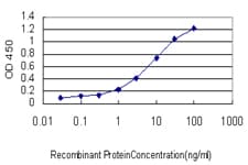 RORA / ROR Alpha Antibody (clone 4E3)