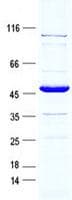 Human C1orf115 Protein (Recombinant GST, N-terminus + His, C-terminus)