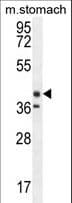 TECTB Antibody (aa54-83)