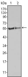 IHC-plus™ Monoclonal Mouse anti-Human FGR Antibody (clone 6G2, IHC, WB)
